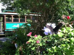 Dade City's Wild Things Trolly