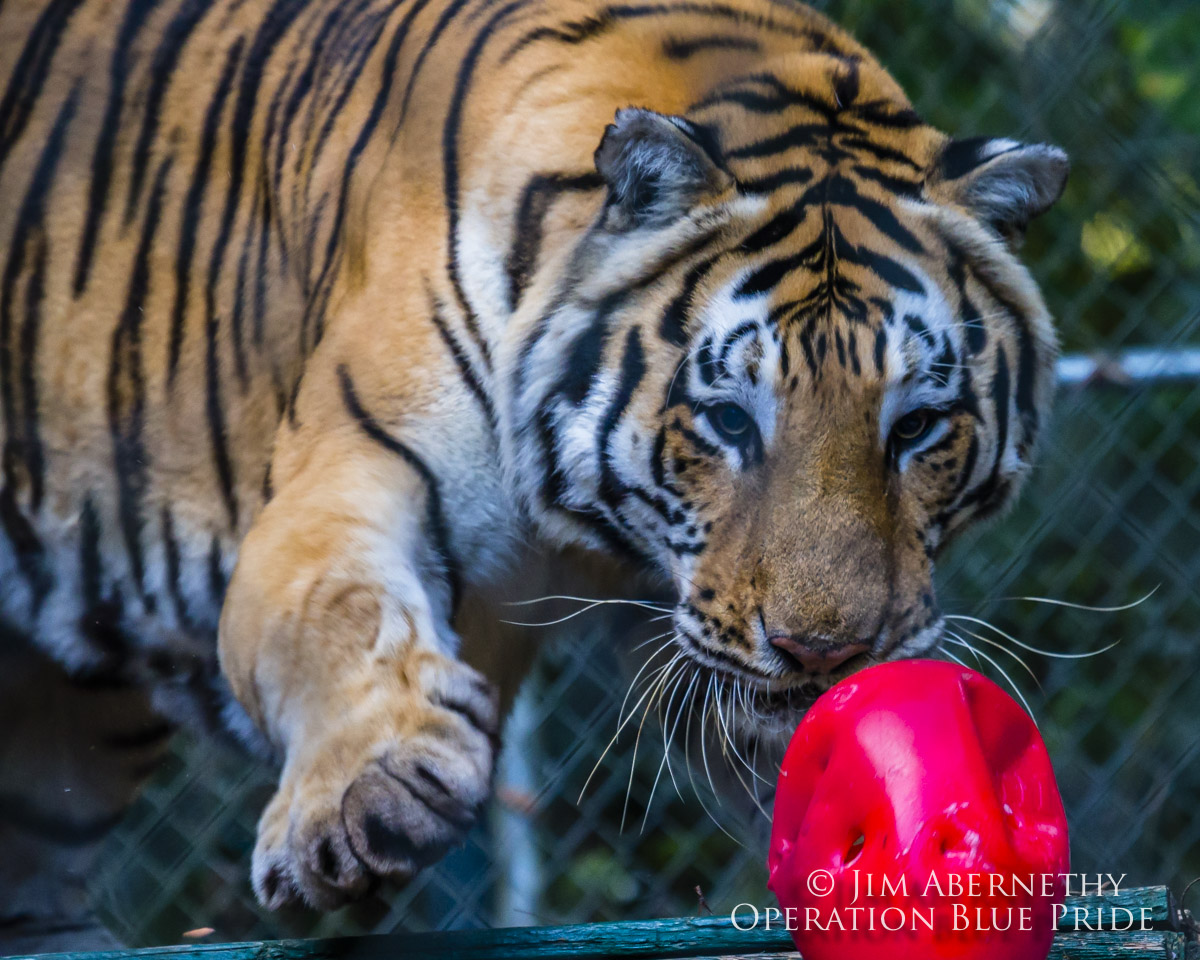 Tiger playing with ball at Dade City's Wild Things Tiger playing with ball at Dade City's Wild Things
