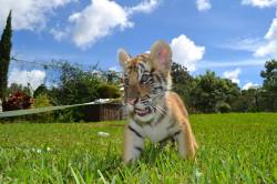 tiger cub in florida