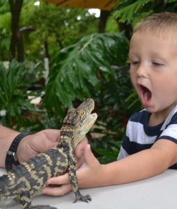 Gator Encounter