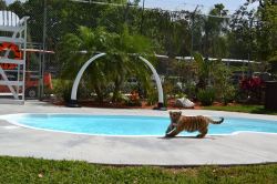 tiger cub swim at Dade City's Wild Things