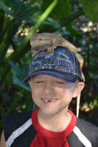 bearded dragon encounter with little boy