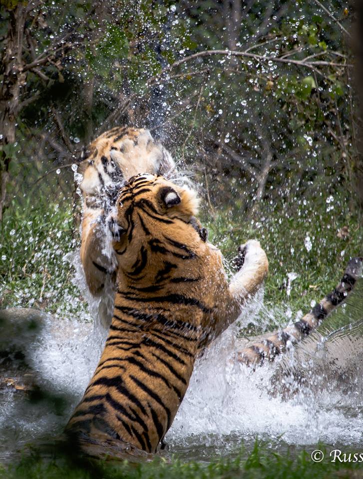 Jazzy & Sophie play fighting in the water - (Dade City's Wild Things) (zoo Montana) Jazzy & Sophie play fighting in the water - (Dade City's Wild Things) (zoo Montana)