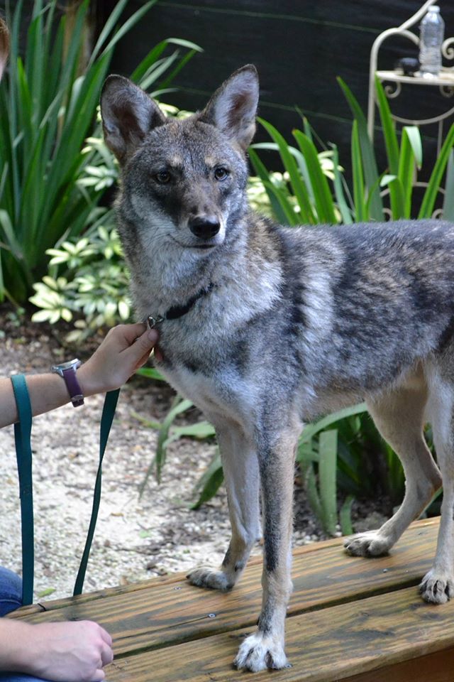 mammals-coyote-mason