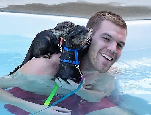 otter swim (2)