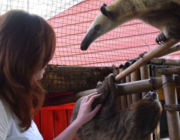 sloth anteater