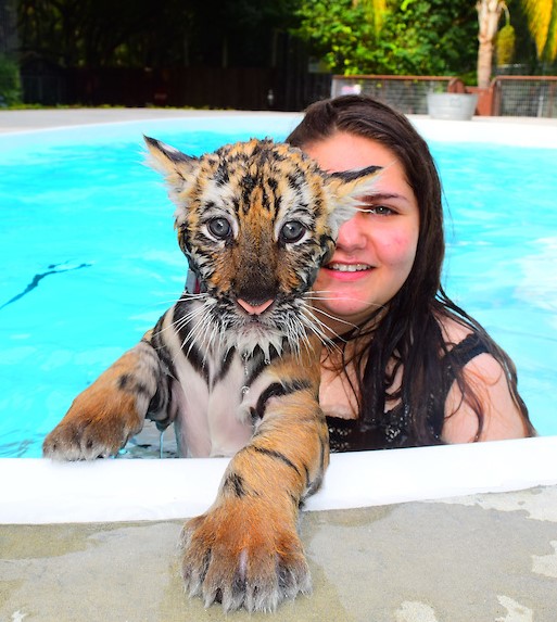 tiger siwm pic