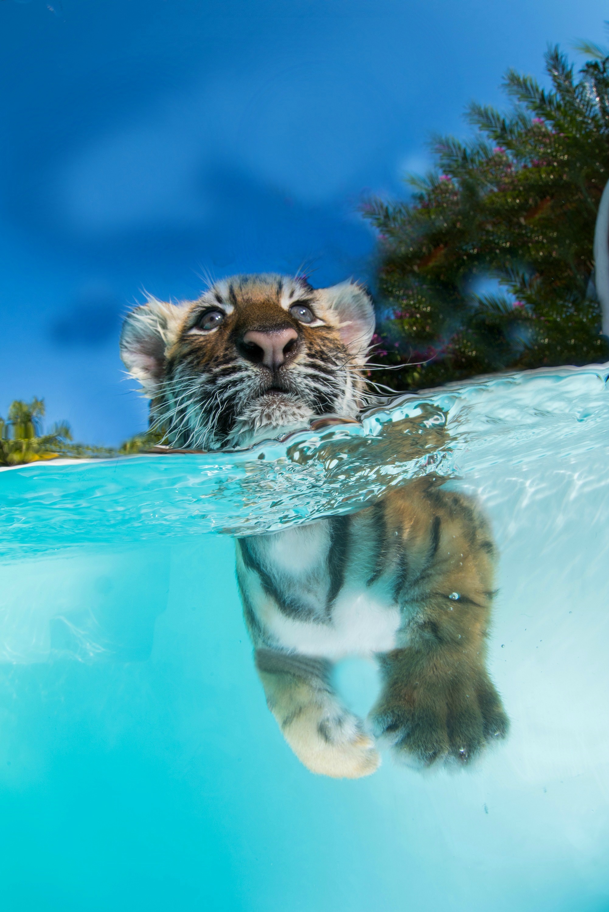 tiger swimming in water