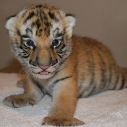 baby tiger cub
