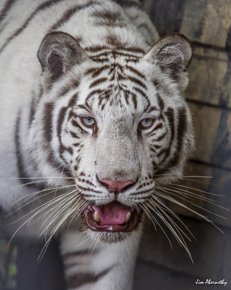White Tiger Remington at Dade City's Wild Things closeup White Tiger Remington at Dade City's Wild Things closeup